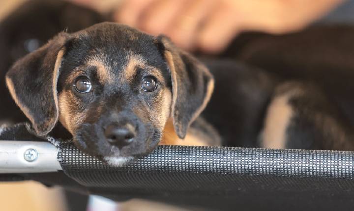 Mapa abre consulta pública sobre genéricos e similares veterinários