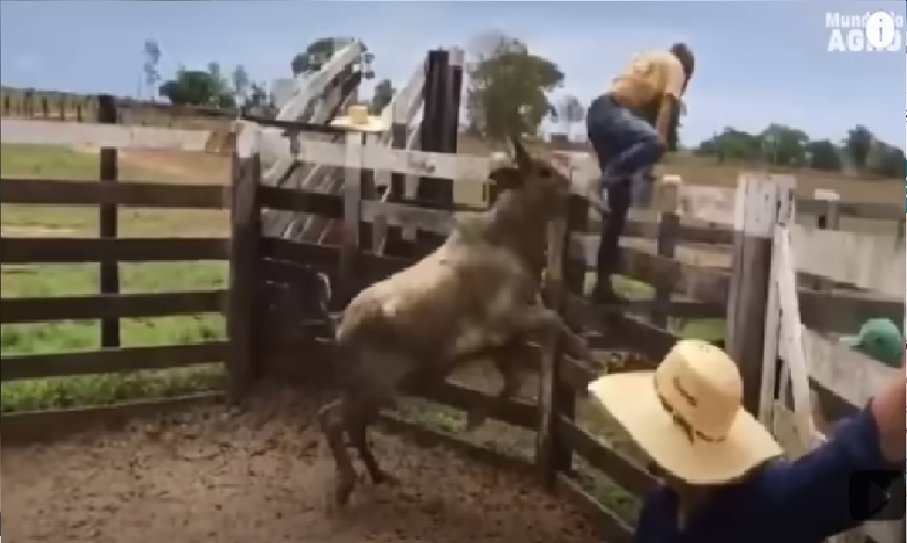 É por isto que o Nelore Ataca as Pessoas