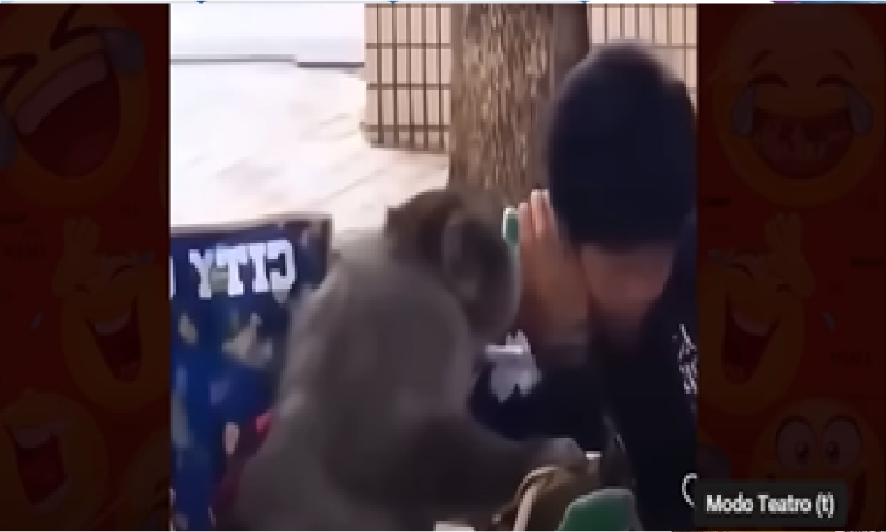 Tente não rir . . .