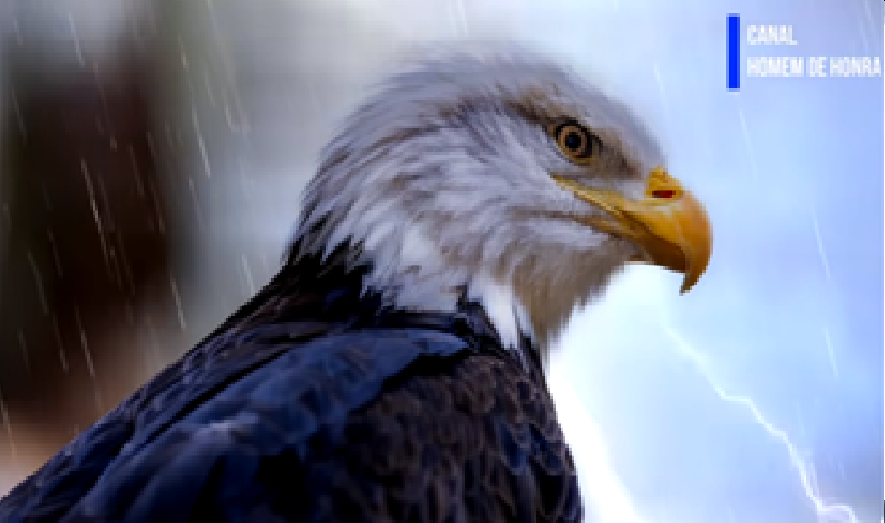 Isso você não sábia sobre as Águias