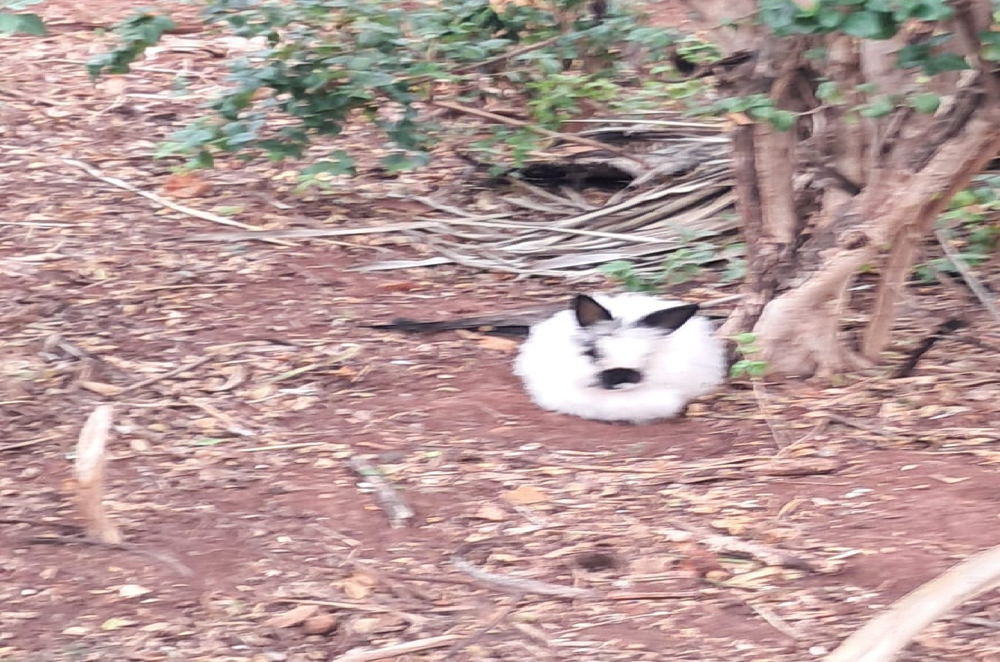 O Tutor deste Coelho