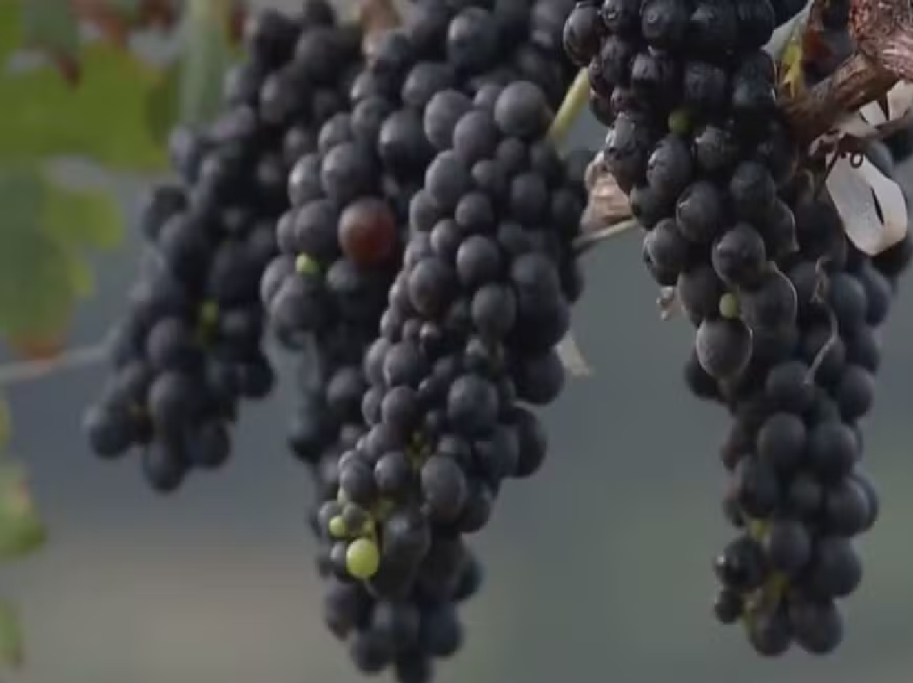 Tecnologia, análise e técnica